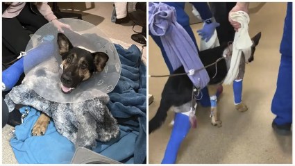 Policía K9 herido en un tiroteo sigue avanzando en su recuperación  [VER]