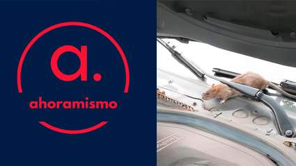 Rata aparece en el capó de un auto en movimiento [VIDEO]