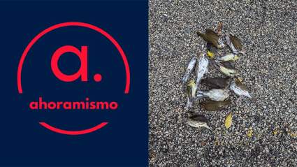 Miles de pájaros mueren al estrellarse contra los rascacielos de Chicago