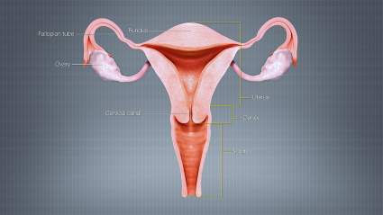 ¿Por qué las mujeres menstrúan y otros muchos animales no?