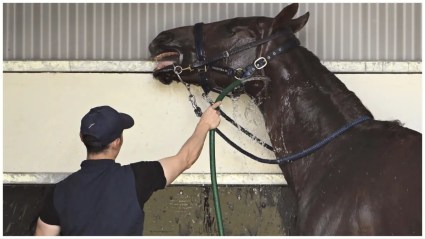 Un caballo provoca aterrizaje de emergencia en Nueva York