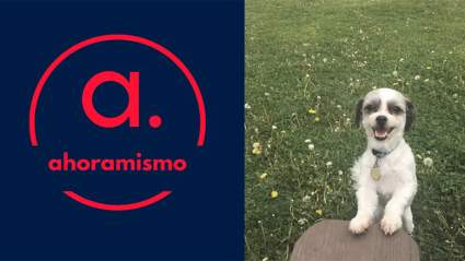 Decenas de perros mueren en Estados Unidos por misteriosa enfermedad