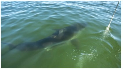 Muere mujer de Boston tras ser atacada por tiburón en las Bahamas