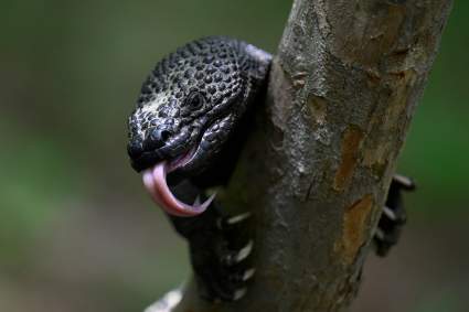 Hombre muere tras ser mordido por un lagarto venenoso que tenía como mascota