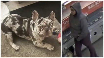 Arrestan a mujer por el secuestro de un bulldog francés en Los Ángeles