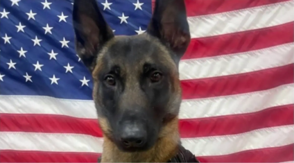 Falleció un oficial de policía K9 tras ser atropellado en Wisconsin