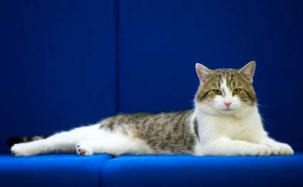 Gato cae a tanque con químicos tóxicos y pone en alerta a una ciudad
