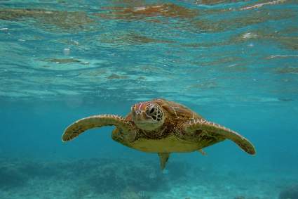 Mueren ocho niños y un adulto luego de comer carne de tortuga