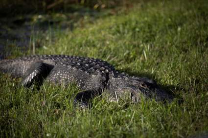 Hombre fue atacado por un cocodrilo en los Everglades