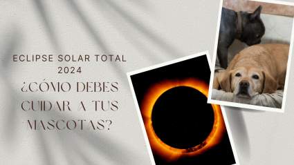 Eclipse total de Sol 2024: ¿Cómo cuidar a las mascotas durante el fenómeno?