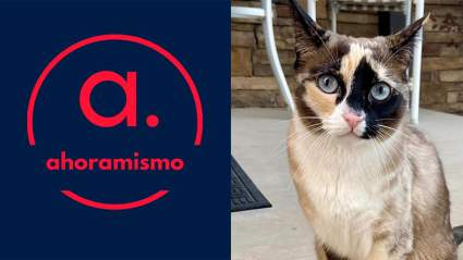 Pareja devuelve a Amazon un paquete con su gata adentro