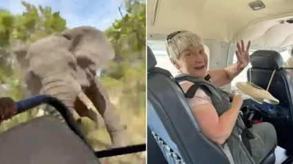 Turista asesinada tras ataque de elefante durante safari en Africa [VER]