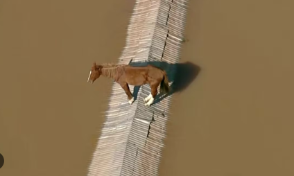 Rescatan a “Caramelo”, caballo atrapado en las inundaciones en Brasil [VIDEO]