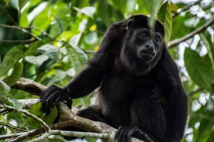 Monos aulladores caen muertos de los árboles en México ¿Por qué?