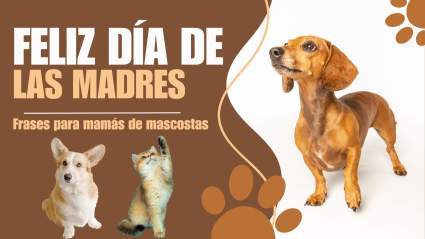 Día de la Madre 2024: Frases para mamás de mascotas