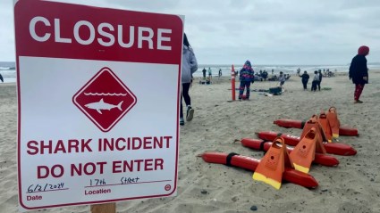 Hombre atacó a puños a tiburón en playa de California para salvar su vida