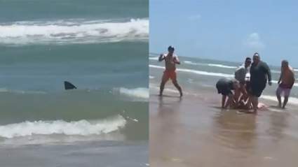 Cuatro heridos por ataques de tiburones en Texas y Florida [VIDEO]