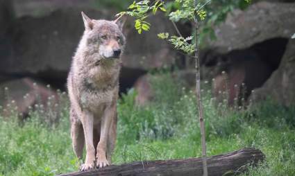 Buscan cazar manada de lobos que mató a nueve personas en la India